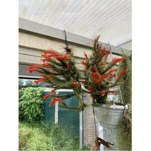 Tillandsia funckiana XXL Clump