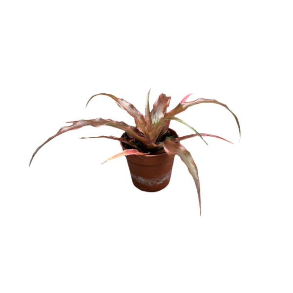 Crypthanthus warren-loosei stek