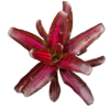 Neoregelia zoe stek - Afbeelding 2
