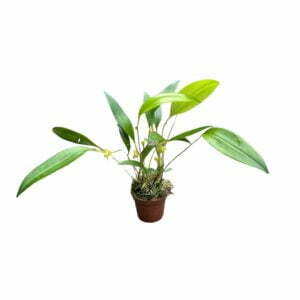 Pleurothallis ruscifolia