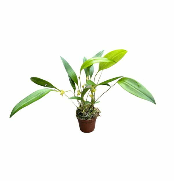 Pleurothallis ruscifolia