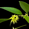 Pleurothallis ruscifolia - Afbeelding 2