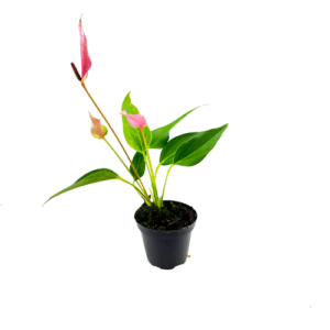Anthurium andreanum ‘Mini roze’