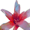 Neoregelia Fuego Ancho - Afbeelding 4