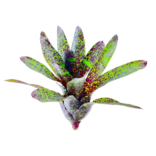 Neoregelia hades