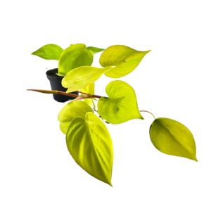 Philodendron hederaceum 'Lemon Lime'