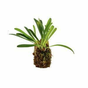 Pleurothallis tribolioides