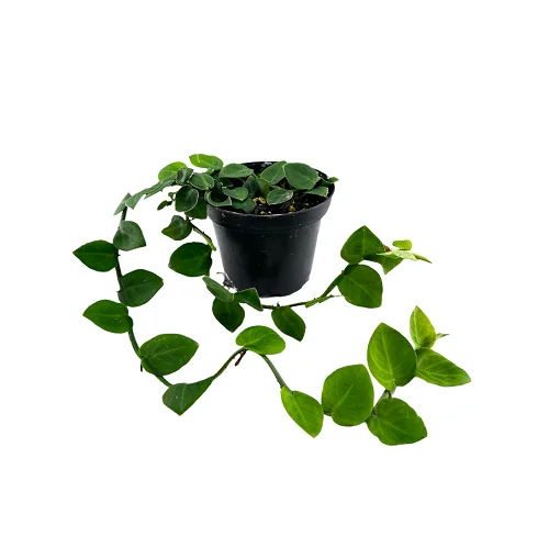 Rhapidophora hayi