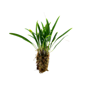 Stelis spec. Colombia