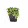 Marcgravia rectifolia - Afbeelding 2