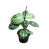 Chamaeranthemum venosum - Afbeelding 3