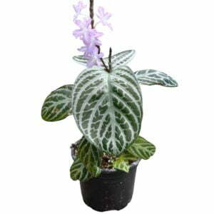 Chamaeranthemum venosum