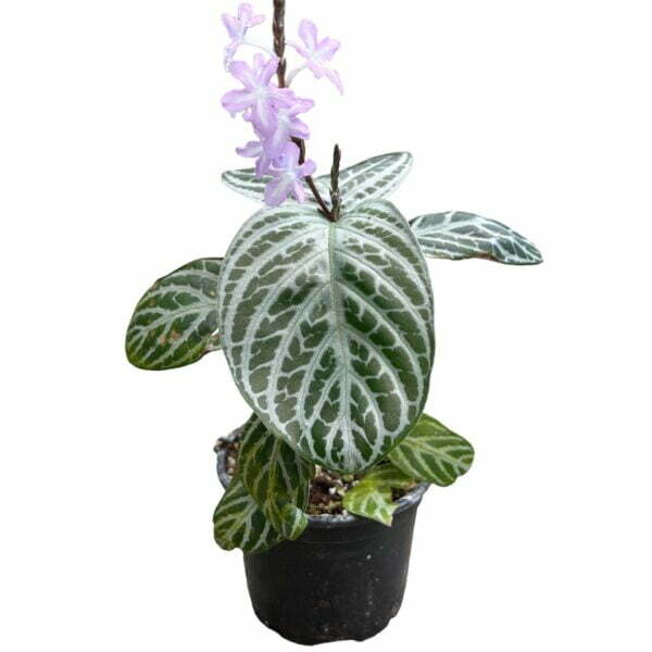 Chamaeranthemum venosum