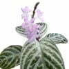 Chamaeranthemum venosum - Afbeelding 2