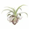 Tillandsia streptophylla - Afbeelding 2