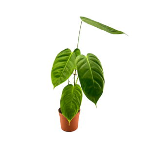 Philodendron esmeraldense