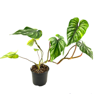 Philodendron plowmanii