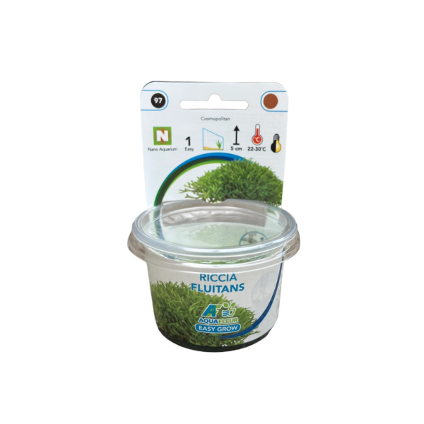 Riccia fluitans