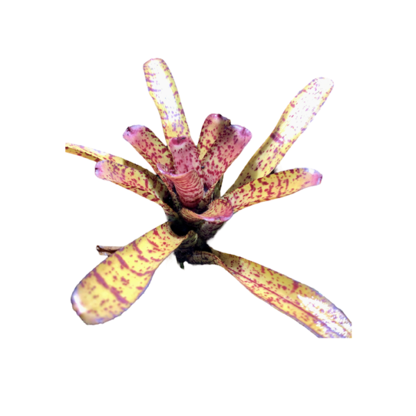 Neoregelia aphrodita