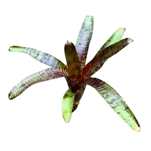 Neoregelia-zeus