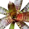 Neoregelia-zeus