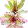 Neoregelia Red Goodies - Afbeelding 3