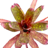 Neoregelia Red Goodies - Afbeelding 2