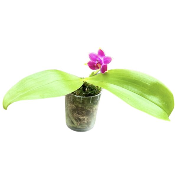 Phalaenopsis violacea