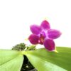 Phalaenopsis violacea bloem