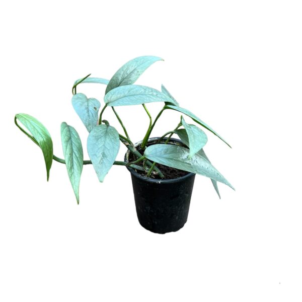 Epipremnum pinnatum ‘Cebu Blue’