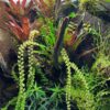 Dendrochilum compactum - Afbeelding 3