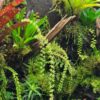 Dendrochilum compactum - Afbeelding 2