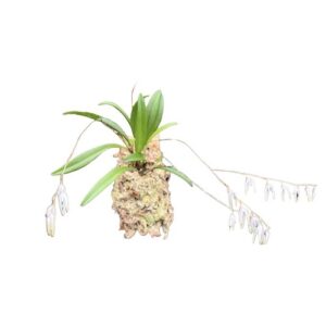 Pleurothallis dimidia