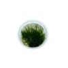 Taxiphyllum barbieri Java mos - Afbeelding 3