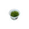 Vesicularia montagnei Christmas mos - Afbeelding 4