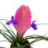 Tillandsia cyanea - Afbeelding 2