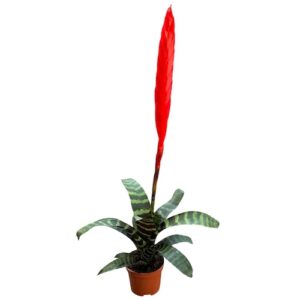 Vriesea splendens ERA