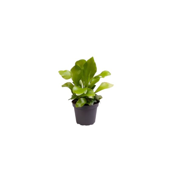 Asplenium-nidus-mini