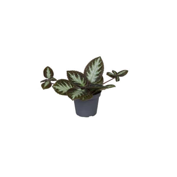Episcia cupreata
