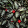Episcia cupreata