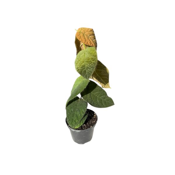 ficus villosa