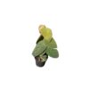 Ficus villosa - Afbeelding 2