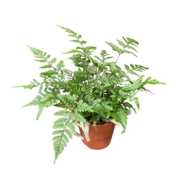 Humata tyermannii (apenpoot varen)