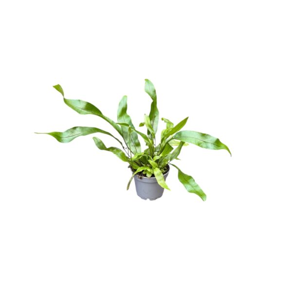Microsorum pustulatum