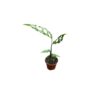 Monstera-obliqua-Peru-baby