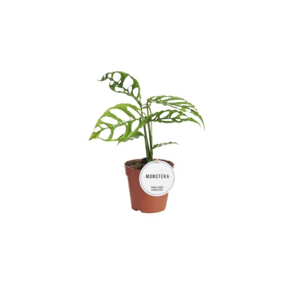 Monstera obliqua 'Peru'