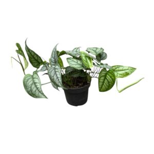 Monstera siltepecana