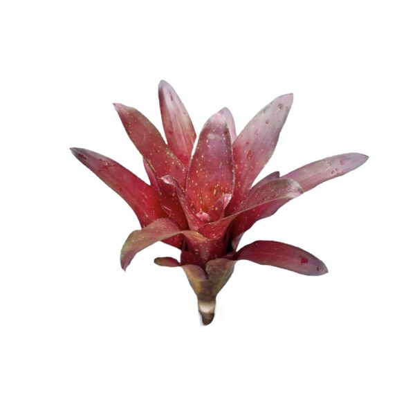 Neoregelia Fuego Ancho