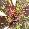 Neoregelia 'Osser'