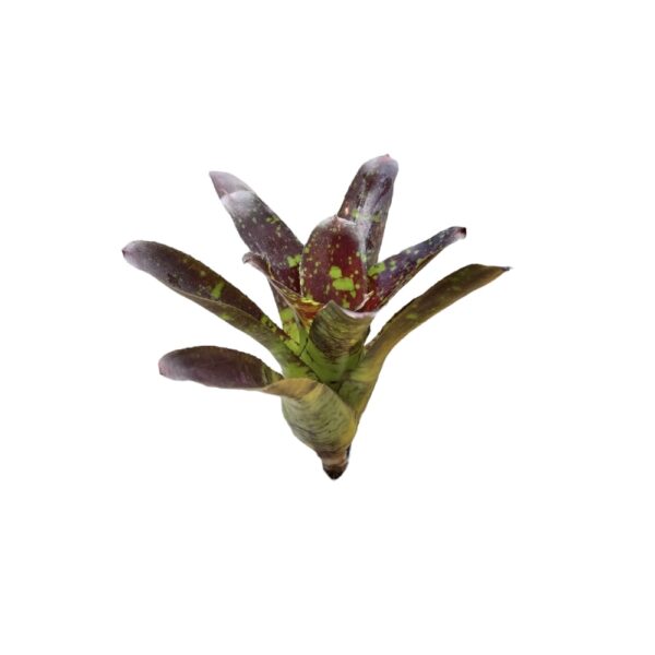 Neoregelia 'Toshiya'